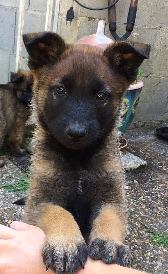 Lhla participe au concours pour gagner de l'argent avec cette photo : belgian_shepherd_malinois, bohemian_shepherd, canidae, carnivore, dog, dog_breed, fawn, german_shepherd_dog, herding_dog, king_shepherd, mammal, old_german_shepherd_dog, puppy, rare_breed_dog, street_dog, vertebrate