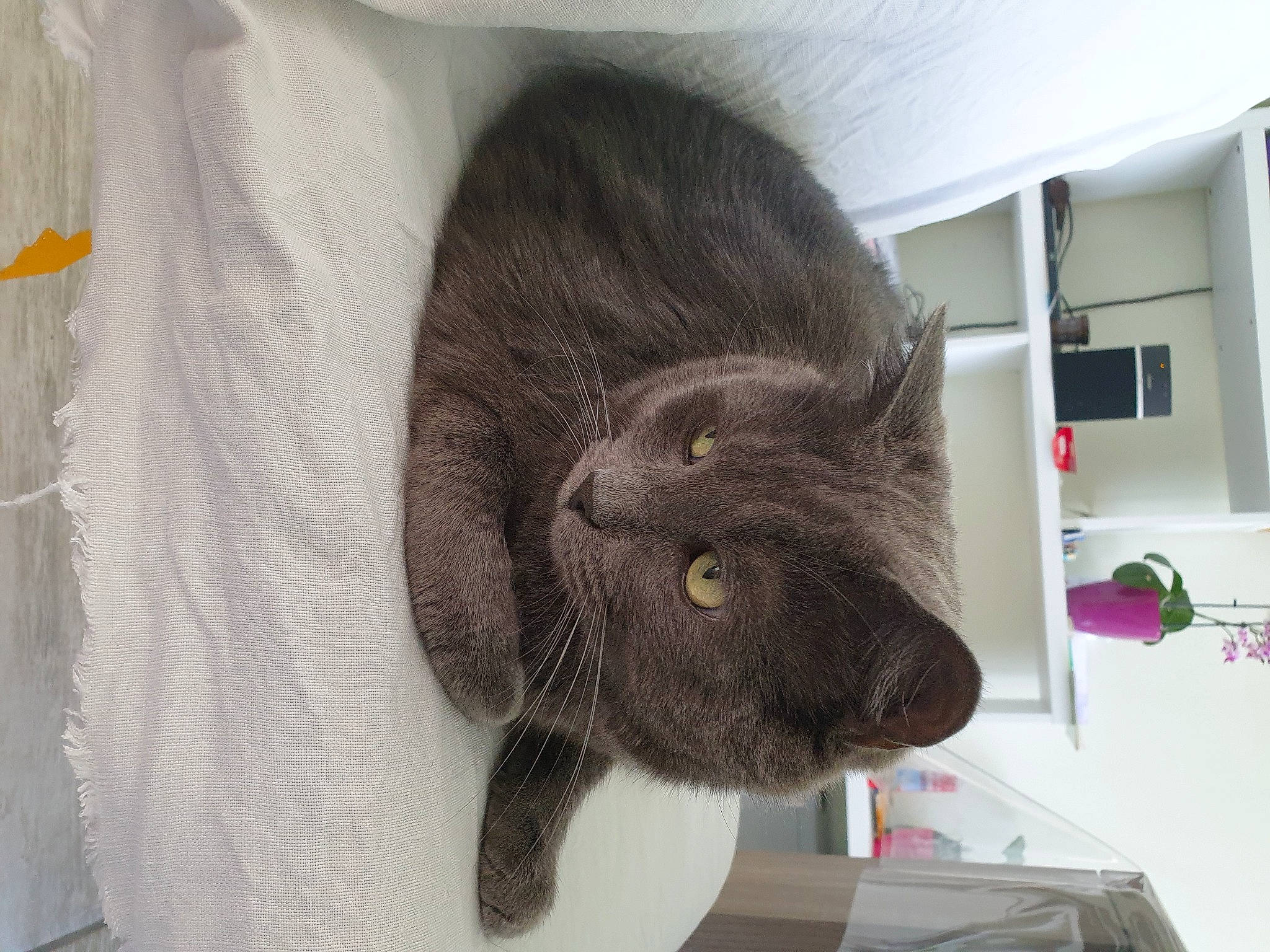 Mistigris a rejoint le concours — aidez-le/la à gagner de superbes lots ! black_cat, carnivore, cat, chartreux, domestic_short_haired_cat, felidae, fur, korat, long_hair, mammal, nebelung, russian_blue, small_to_medium_sized_cats, snout, whiskers