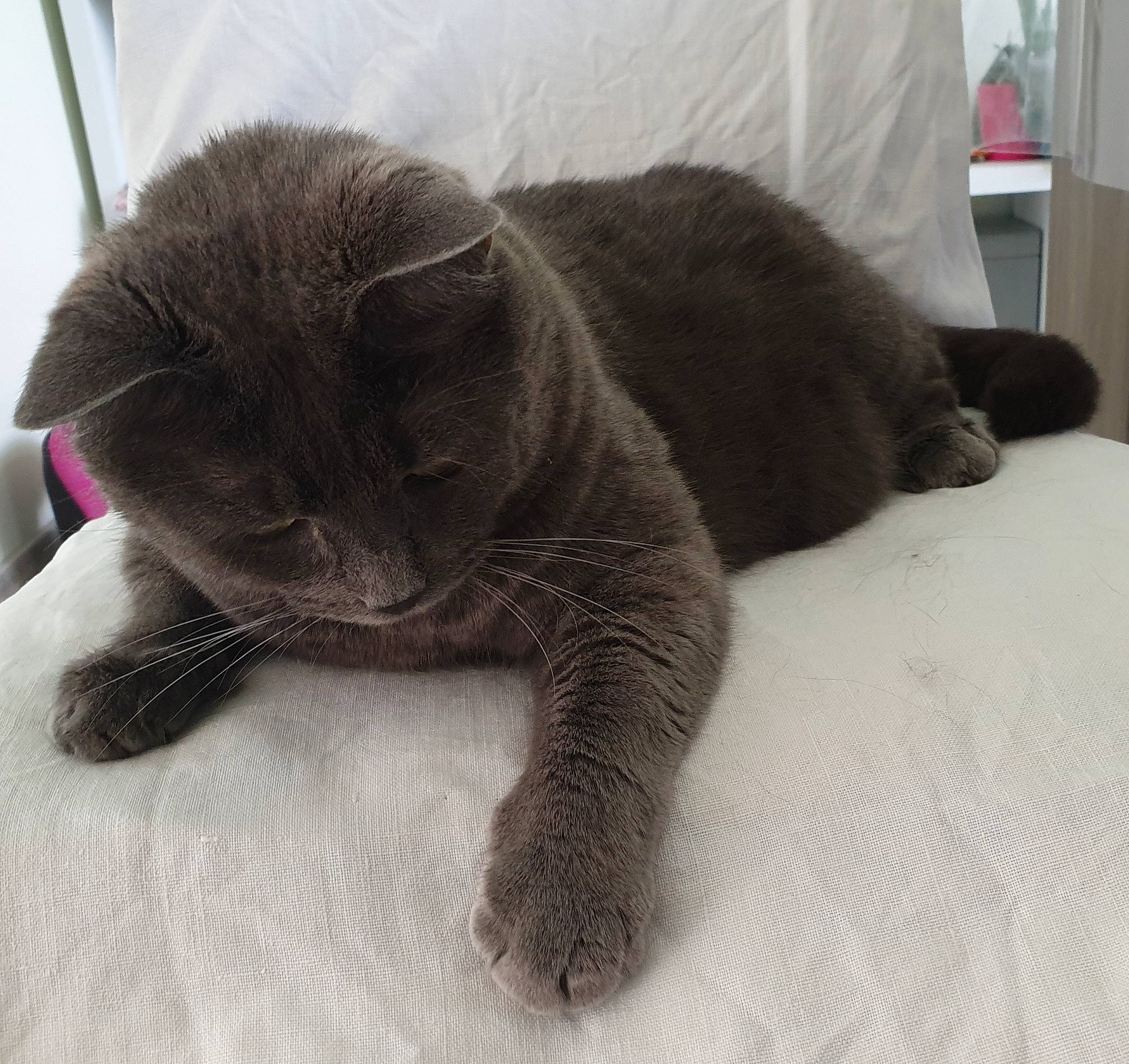Mistigris a rejoint le concours — aidez-le/la à gagner de superbes lots ! black_cat, british_shorthair, carnivore, cat, chartreux, domestic_short_haired_cat, felidae, fur, korat, mammal, nap, nose, paw, russian_blue, scottish_fold, small_to_medium_sized_cats, snout, tail, whiskers