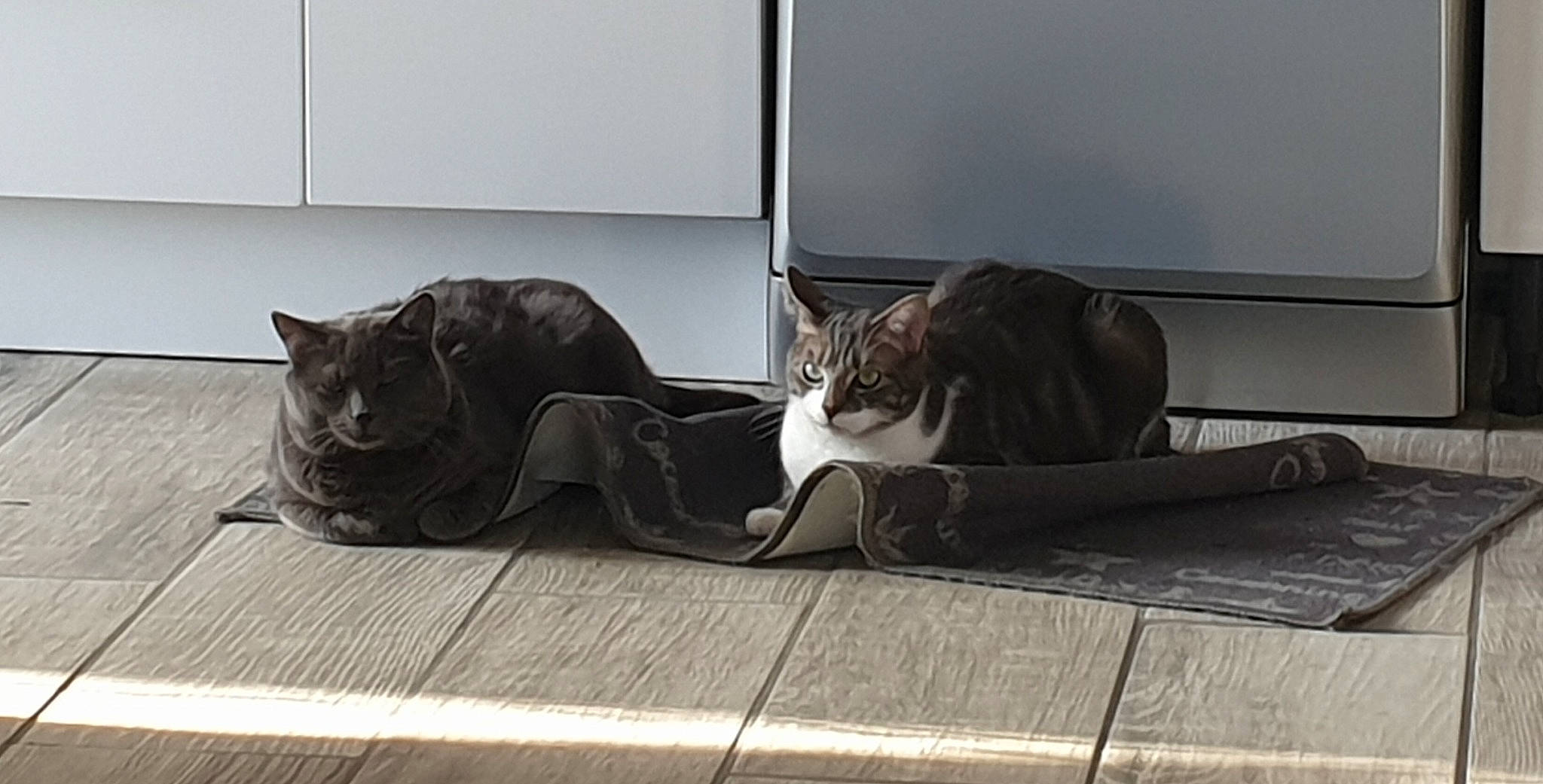 Nougat a rejoint le concours — aidez-le/la à gagner de superbes lots ! asian, carnivore, cat, comfort, domestic_short_haired_cat, felidae, floor, flooring, kitten, nap, russian_blue, sitting, sleep, small_to_medium_sized_cats, snapshot, tabby_cat, whiskers