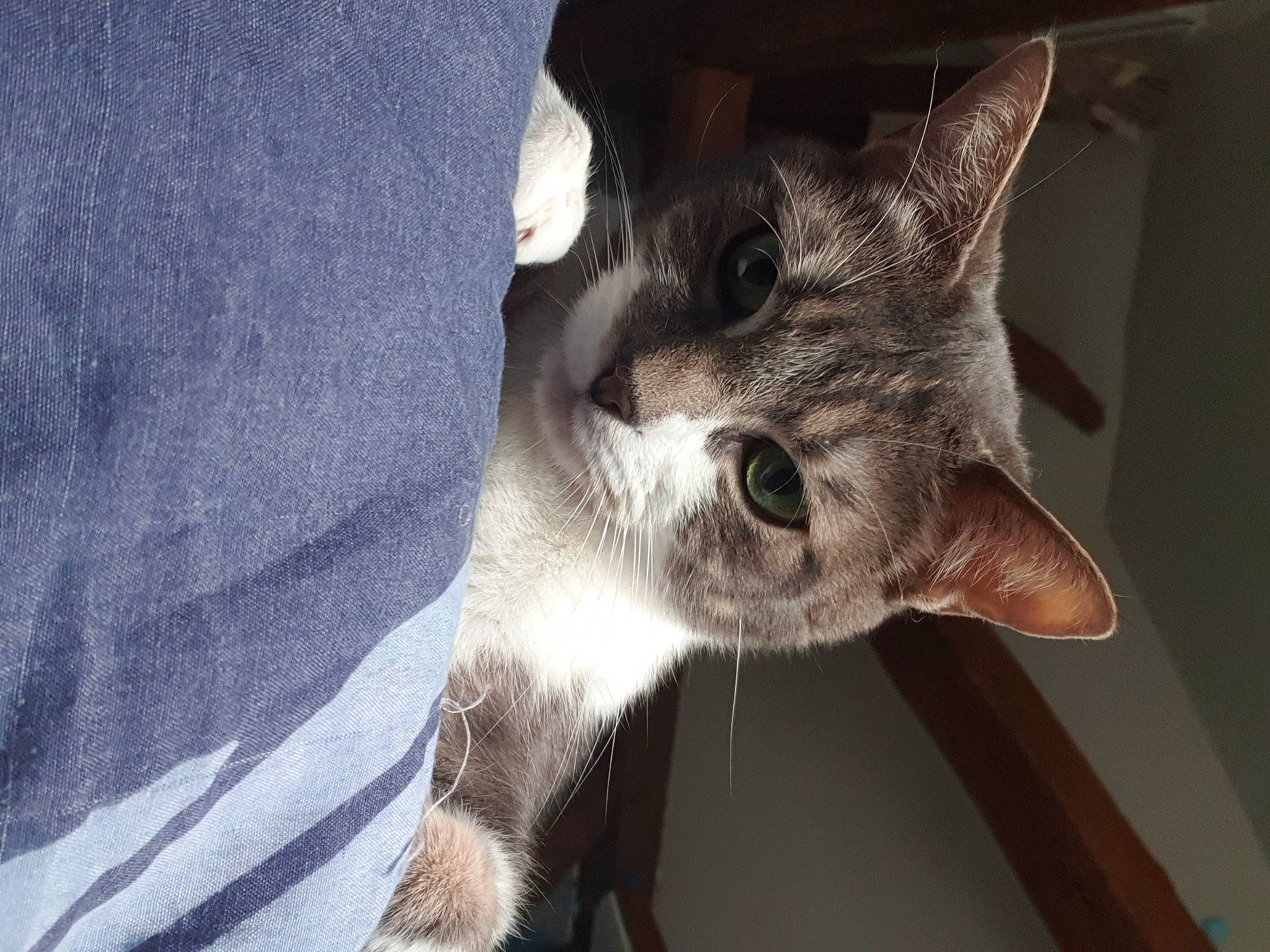 Nougat participe au concours pour gagner de l'argent avec cette photo : carnivore, cat, devon_rex, domestic_short_haired_cat, ear, european_shorthair, eye, felidae, fur, german_rex, kitten, mammal, oriental_shorthair, small_to_medium_sized_cats, snout, tree, whiskers