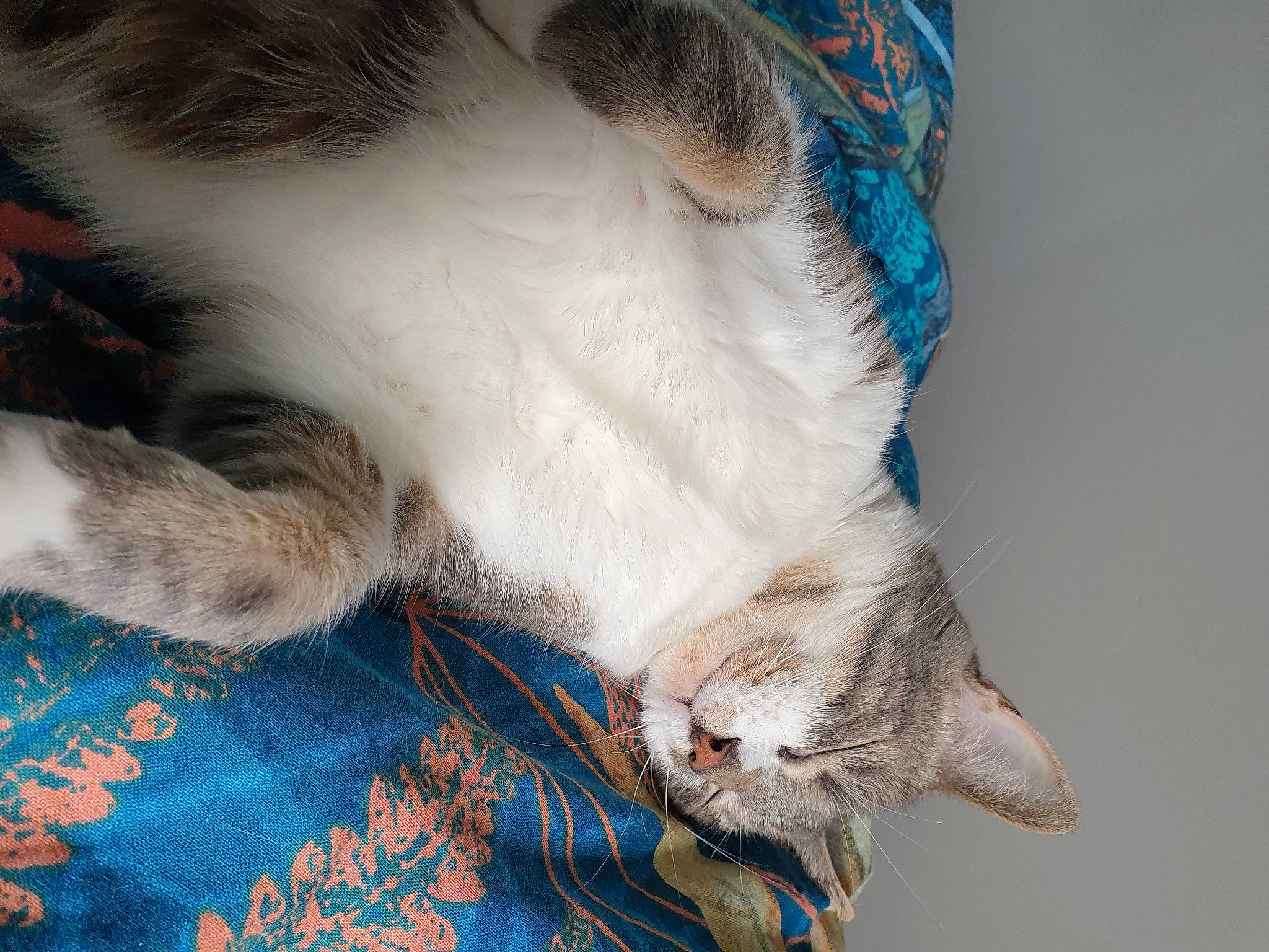 Nougat participe au concours pour gagner de l'argent avec cette photo : aegean_cat, carnivore, cat, claw, domestic_short_haired_cat, ear, european_shorthair, felidae, fur, kitten, paw, small_to_medium_sized_cats, tail, whiskers