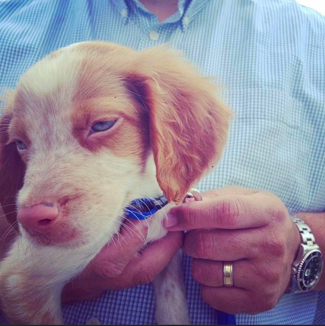 Fynn is registered to the contest to win money with this photo: canidae, carnivore, comfort, companion_dog, dog, dog_breed, ear, fawn, fur, gesture, jewellery, liver, nail, snout, sporting_group, thumb, watch, whiskers, working_animal, wrist