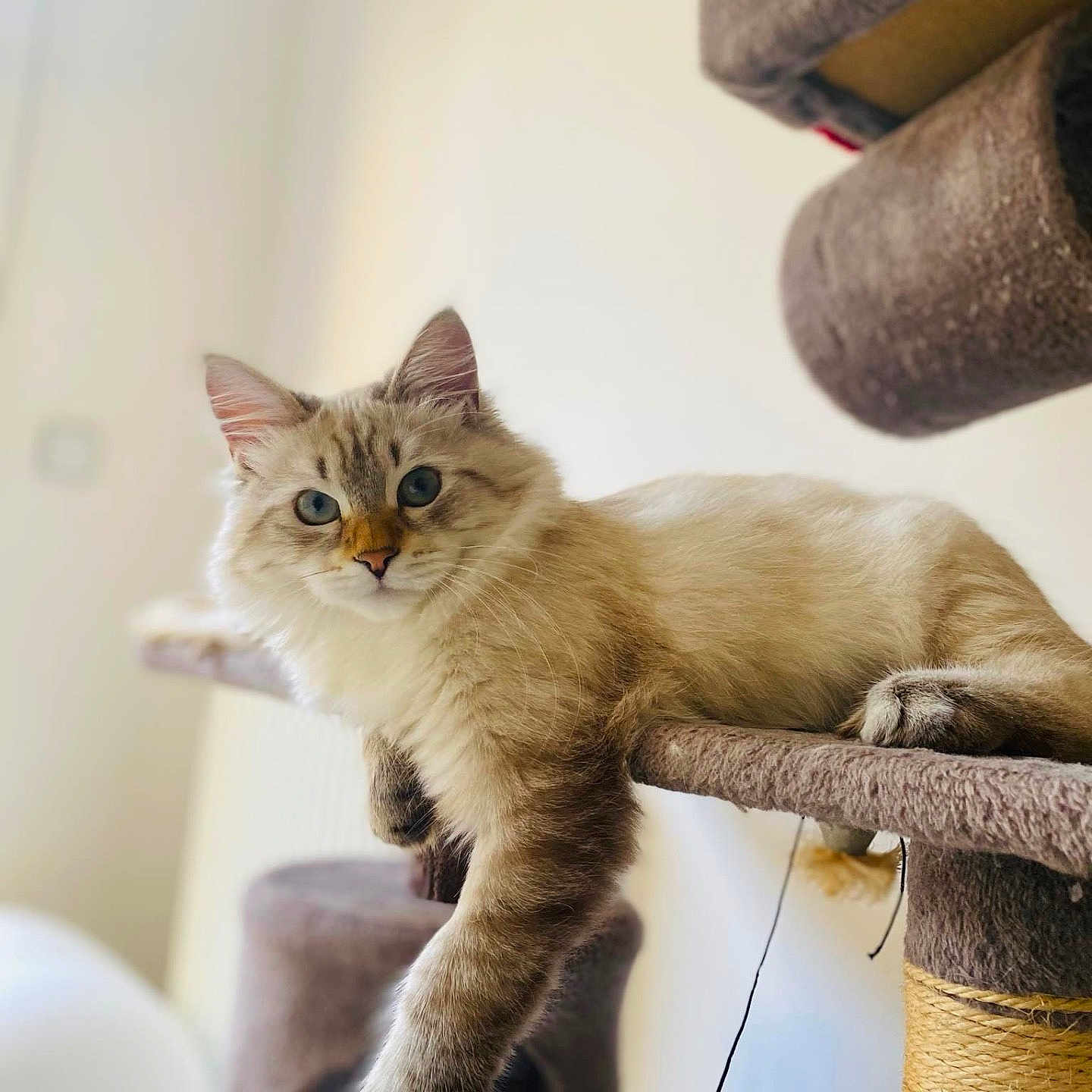 Zefir participe au concours pour gagner de l'argent avec cette photo : abyssinian, angora, animal, armchair, cat, chair, couch, cushion, furniture, homedecor, indoors, kitten, manx, pet, siamese, wood