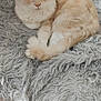 Yuko participe au concours pour gagner de l'argent avec cette photo : cat, fluffy, cream_color, white_color, amber_eyes, curious, shaggy_blanket, gray_blanket, cozy, indoor, pet, resting, cushions, soft_texture, fur, animal, cute, relaxed, laying, close_up