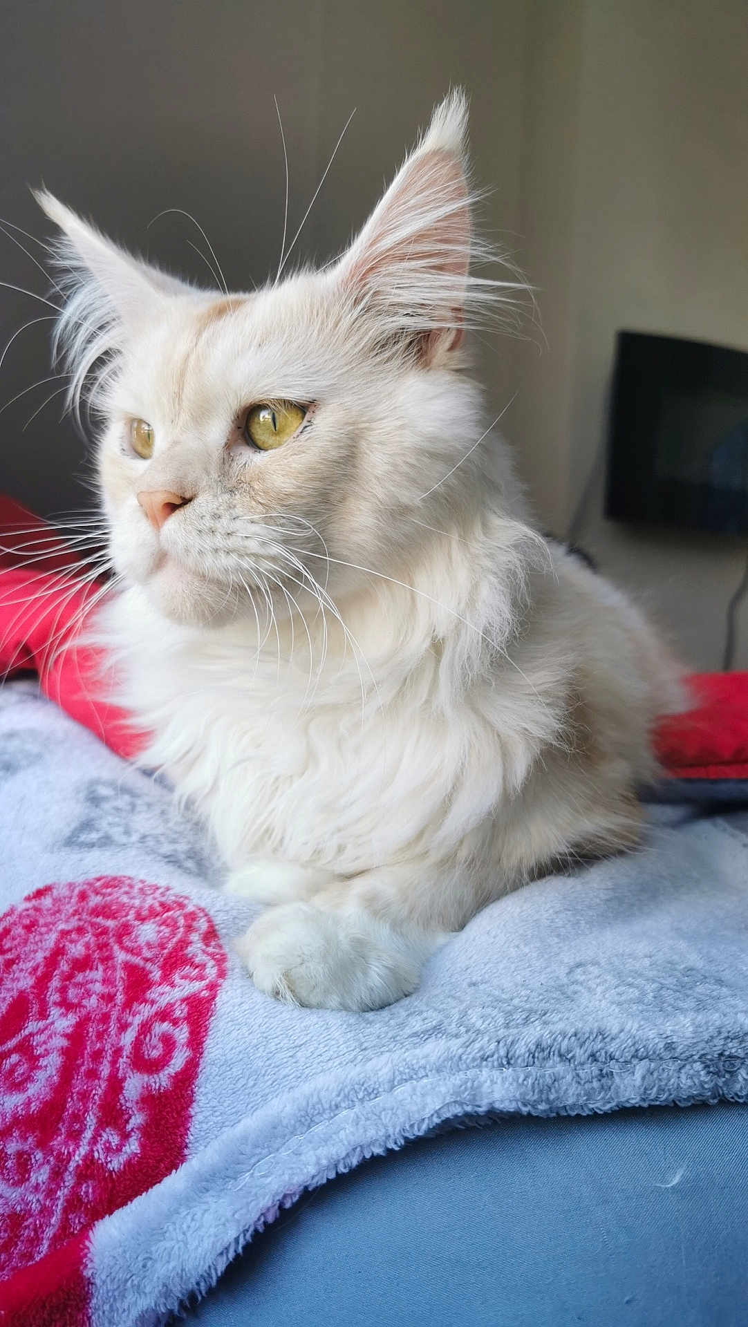 Yuko a rejoint le concours — aidez-le/la à gagner de superbes lots ! cat, fluffy, white_cat, yellow_eyes, pet, indoor, blanket, resting, feline, cute, animal, whiskers, fur, cozy, closeup, portrait, relaxed, soft_light, domestic_cat, paw