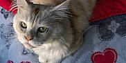 Yuko participe au concours pour gagner de l'argent avec cette photo : cat, fluffy, cream_colored, green_eyes, blanket, heart_pattern, red, gray, cozy, indoor, pet, feline, fur, relaxed, looking_up, whiskers, cute, soft_light, bed, domestic_cat