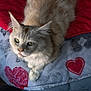 cat, fluffy, cream_colored, green_eyes, blanket, heart_pattern, red, gray, cozy, indoor, pet, feline, fur, relaxed, looking_up, whiskers, cute, soft_light, bed, domestic_cat
