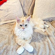 Yuko a rejoint le concours — aidez-le/la à gagner de superbes lots ! cat, fluffy, cream_color, white_color, paws_crossed, couch, blanket, pillows, indoor, pet, relaxed, feline, cozy, soft_texture, resting, cute, domestic_animal, animal, home, comfort