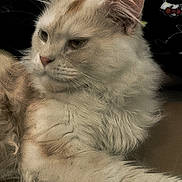 Yuko a rejoint le concours — aidez-le/la à gagner de superbes lots ! animal, calm, cat, closeup, cream_colored, cute, domestic, ears, face, feline, fluffy, fur, indoor, laying, mammal, pet, portrait, relaxed, side_view, whiskers