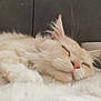 Yuko a rejoint le concours — aidez-le/la à gagner de superbes lots ! cat, sleeping, fluffy, whiskers, closeup, soft, blanket, pet, cozy, relaxed, feline, cute, indoor, resting, fur, animal, mammal, peaceful, nap, domestic