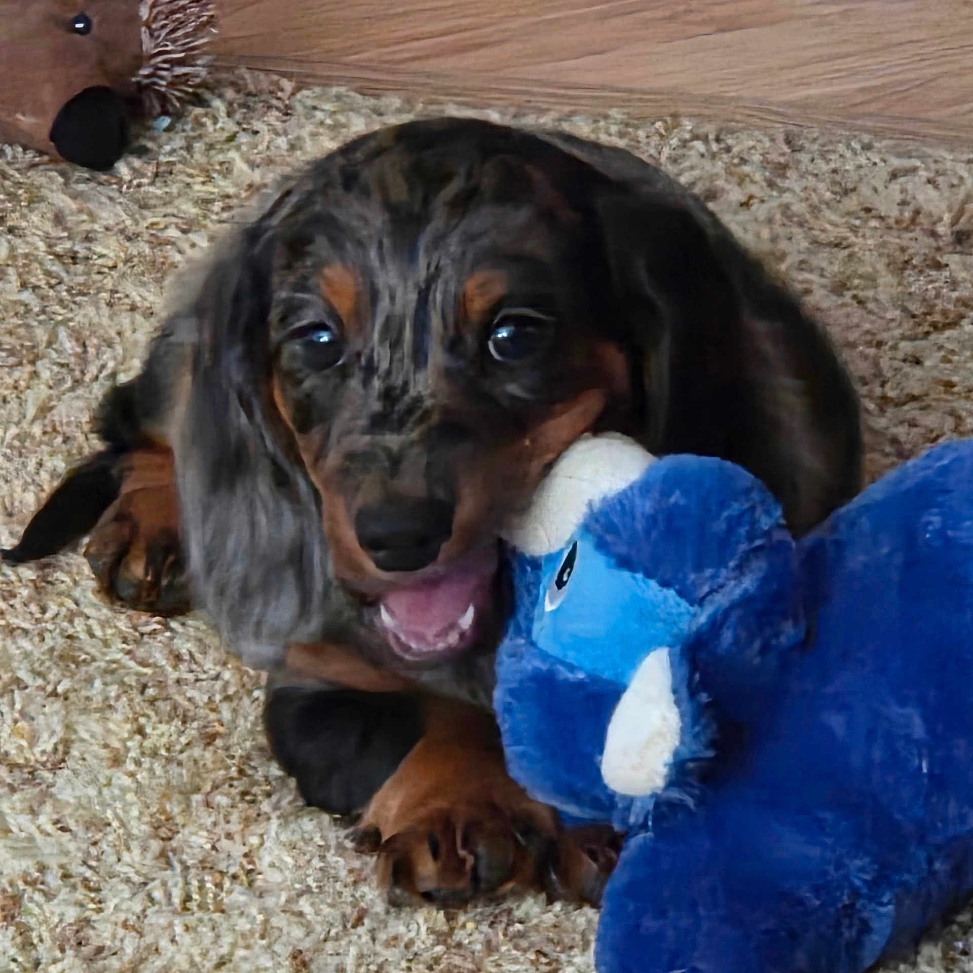 Tadgh Mccara is registered to the contest to win money with this photo: animal, blue, brown, carpet, close_up, cute, dachshund, dog, ears, fur, indoor, lying_down, nose, paws, pet, playful, plush_toy, puppy, stuffed_animal, toy