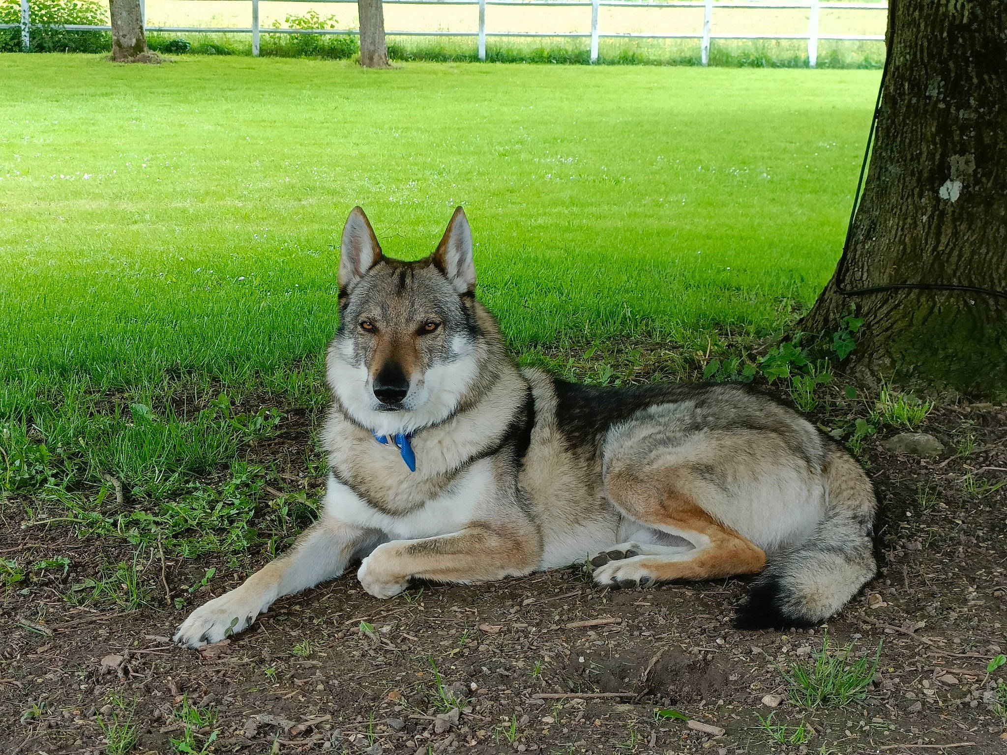 Akan participe au concours pour gagner de l'argent avec cette photo : canidae, carnivore, dog, dog_breed, fence, foot, fur, grass, groundcover, plant, siberian_husky, sled_dog, snout, sporting_group, sulimov_dog, tail, terrestrial_animal, tree, working_animal, working_dog