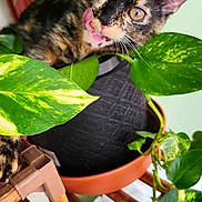Kitti joined the competition — help win amazing prizes! animal, cat, closeup, curious, cute, exploring, feline, flowerpot, greenery, home, indoor, kitten, leaf, nature, pet, plant, pot, tongue_out, tortoiseshell, wooden_stand