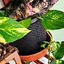animal, cat, closeup, curious, cute, exploring, feline, flowerpot, greenery, home, indoor, kitten, leaf, nature, pet, plant, pot, tongue_out, tortoiseshell, wooden_stand