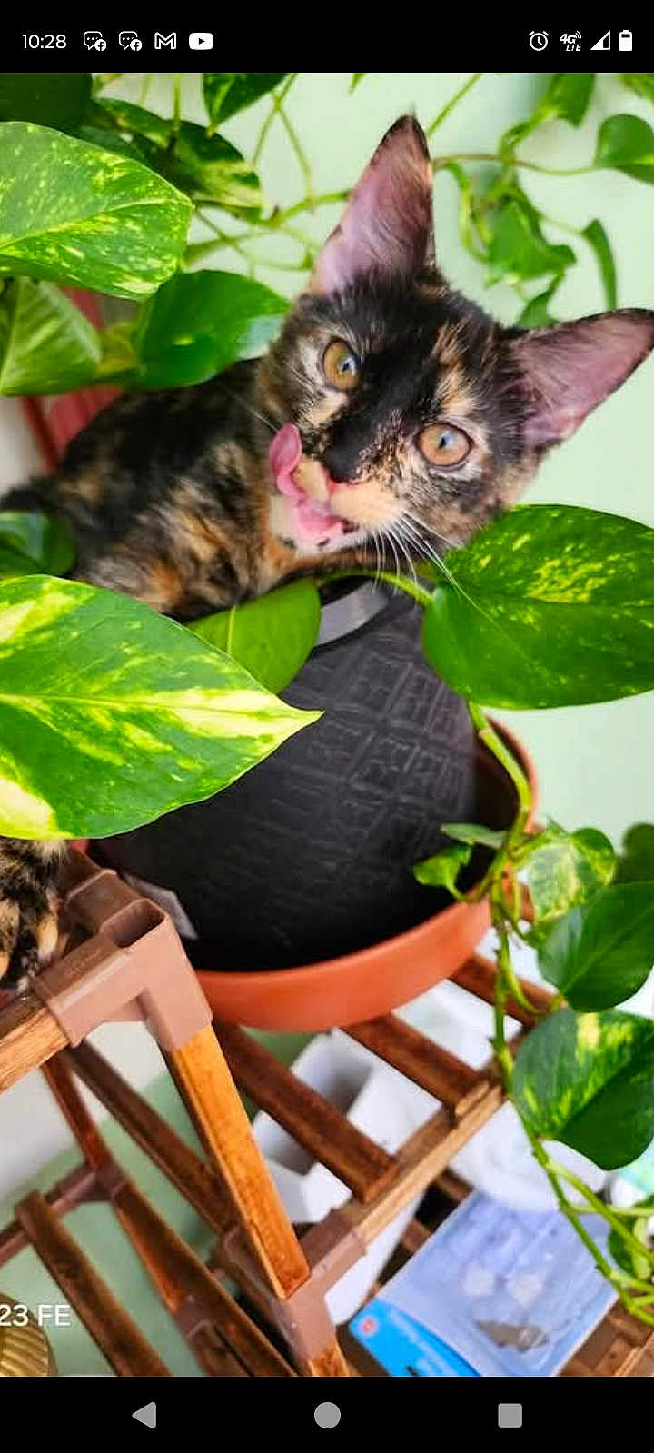 Kitti