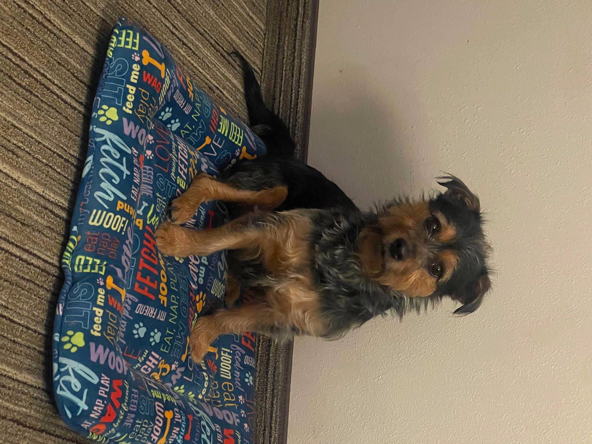 Bentley is registered to the contest to win money with this photo: canidae, carnivore, companion_dog, dog, dog_breed, dog_supply, fawn, fur, paw, pet_supply, publication, puppy, small_terrier, sporting_group, terrier, toy_dog, wood, working_animal, yorkipoo