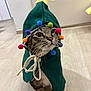 cat, tabby_cat, costume, christmas_tree, pom_poms, star, indoor, floor, wooden_floor, pet, animal, whiskers, curious, cute, holiday, festive, rope_tie, wide_eyes, standing, decorative