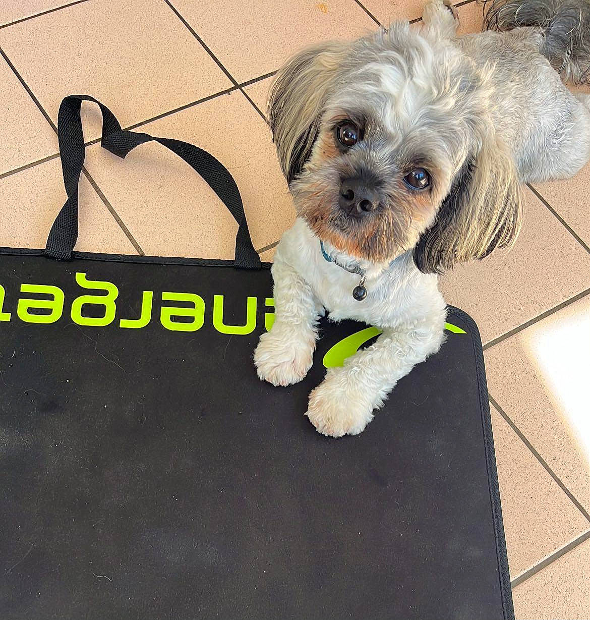 Meïko a rejoint le concours — aidez-le/la à gagner de superbes lots ! canidae, carnivore, collar, companion_dog, dog, dog_breed, dog_clothes, dog_collar, dog_supply, flooring, font, fur, liver, puppy_love, small_terrier, snout, sporting_group, terrier, toy_dog, working_animal