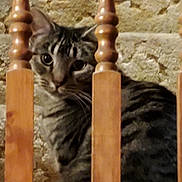 Pepper joined the competition — help win amazing prizes! cat, tabby_cat, wooden_banister, stairs, stone_wall, pet, animal, curious, indoor, feline, ears, whiskers, eyes, fur, closeup, texture, home, baluster, sitting, looking