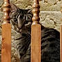 cat, tabby_cat, wooden_banister, stairs, stone_wall, pet, animal, curious, indoor, feline, ears, whiskers, eyes, fur, closeup, texture, home, baluster, sitting, looking