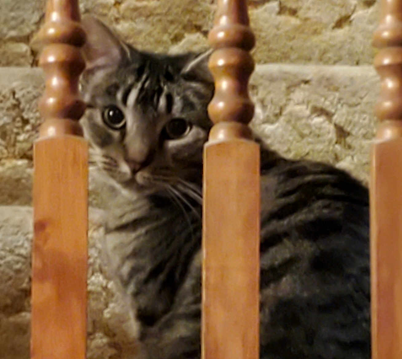 Pepper joined the competition — help win amazing prizes! cat, tabby_cat, wooden_banister, stairs, stone_wall, pet, animal, curious, indoor, feline, ears, whiskers, eyes, fur, closeup, texture, home, baluster, sitting, looking