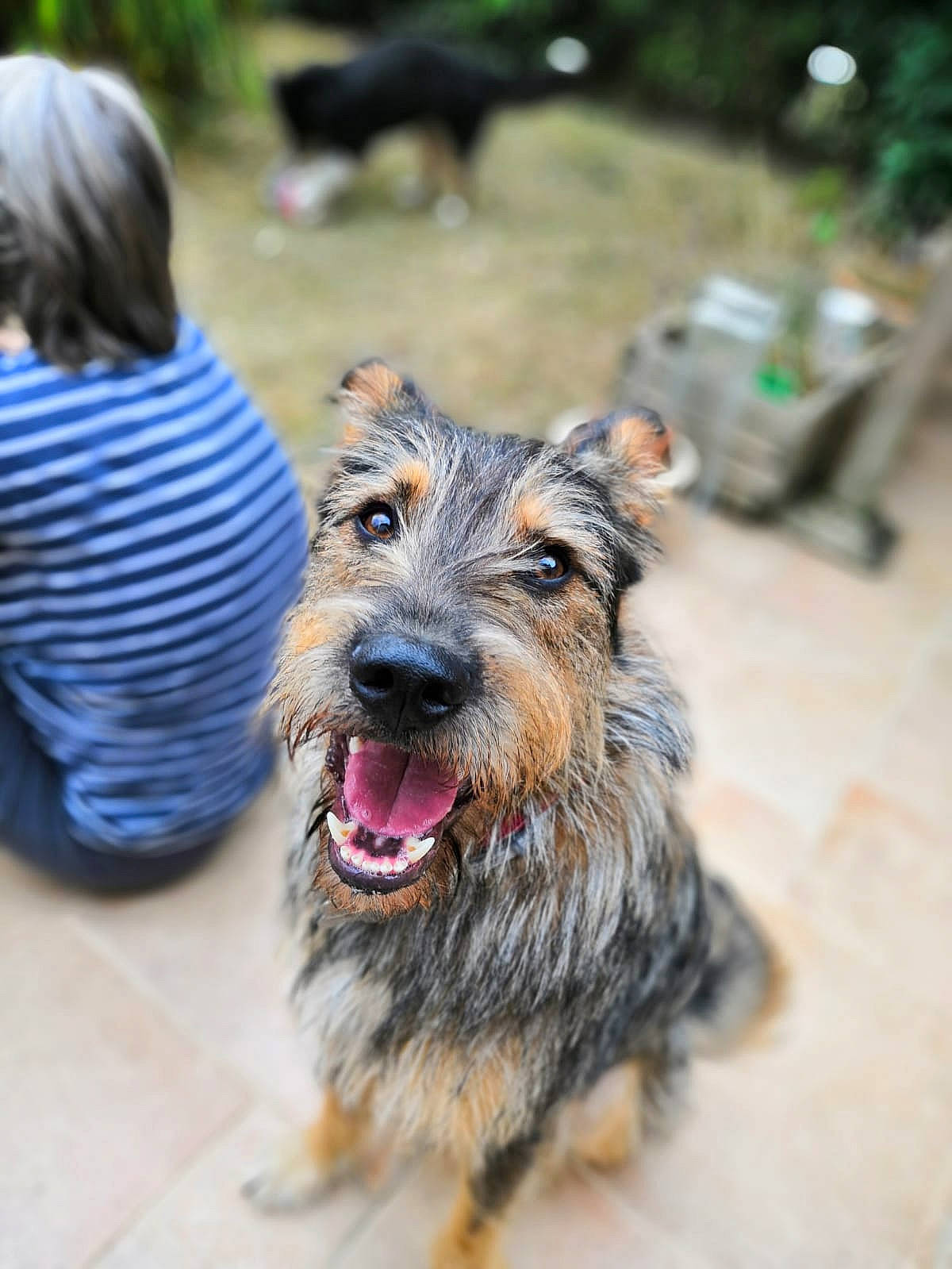 Néo a rejoint le concours — aidez-le/la à gagner de superbes lots ! berger_picard, canidae, carnivore, dog, dog_breed, ear, mammal, rare_breed_dog, snout, sporting_group, terrier, vertebrate