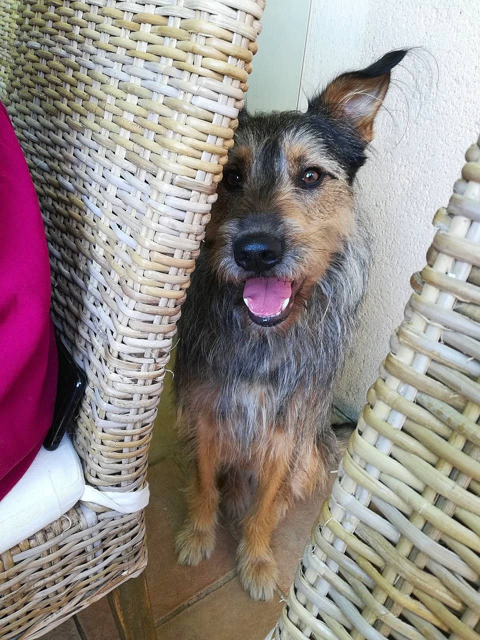 Néo a rejoint le concours — aidez-le/la à gagner de superbes lots ! australian_silky_terrier, black_and_tan_terrier, canidae, carnivore, companion_dog, dog, dog_breed, fawn, mammal, norwich_terrier, rare_breed_dog, schnauzer, snout, sporting_group, terrier, vertebrate