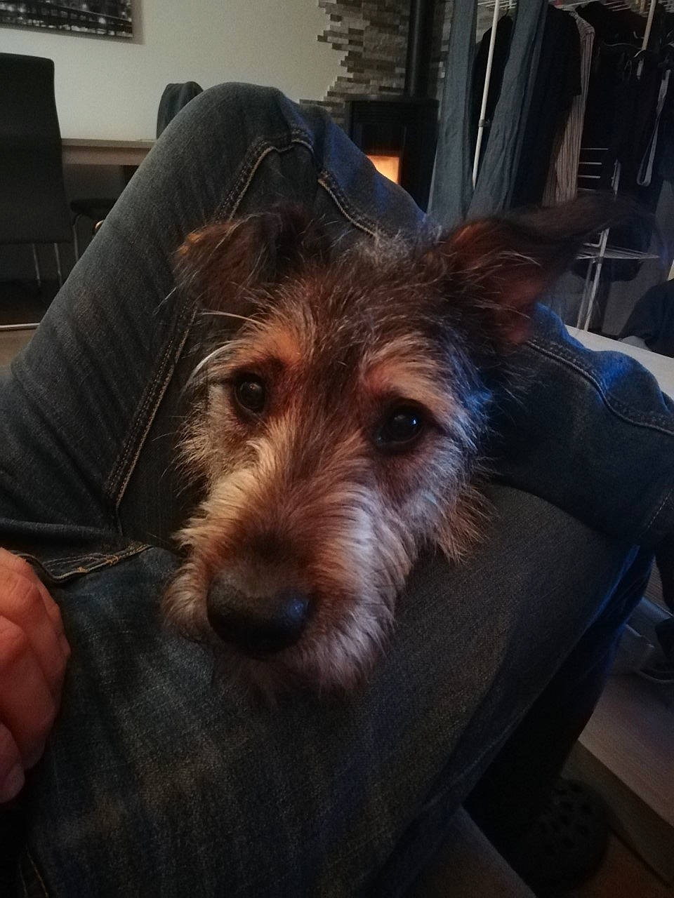 Néo participe au concours pour gagner de l'argent avec cette photo : australian_silky_terrier, australian_terrier, berger_picard, canidae, carnivore, companion_dog, dog, dog_breed, ear, head, mammal, norwich_terrier, puppy, rare_breed_dog, snout, terrier