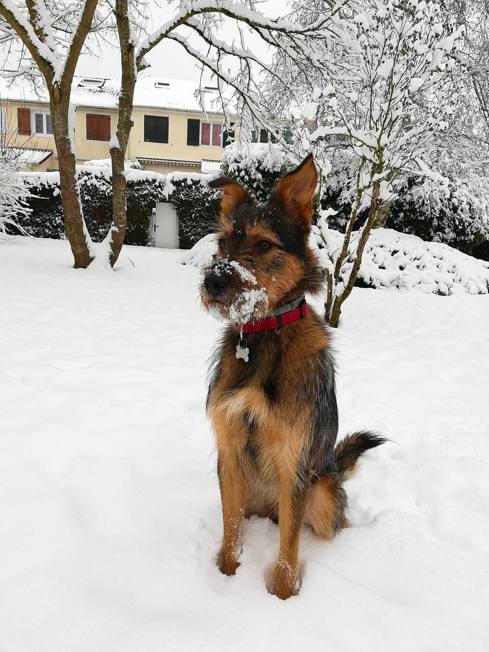 Néo participe au concours pour gagner de l'argent avec cette photo : canidae, carnivore, dog, dog_breed, east_european_shepherd, fur, german_shepherd_dog, mammal, puppy, snout, snow, sporting_group, winter, working_dog