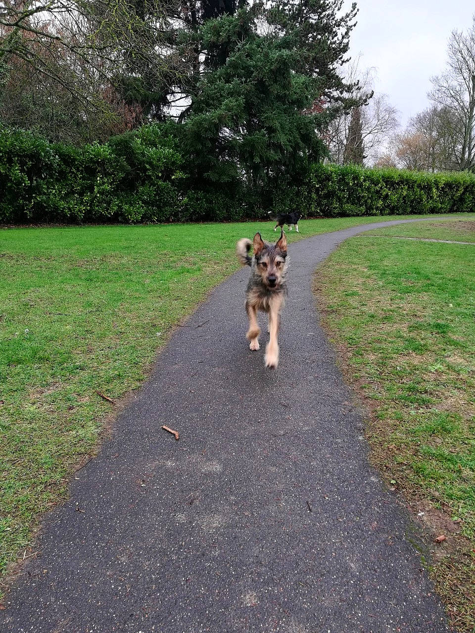 Néo participe au concours pour gagner de l'argent avec cette photo : canidae, carnivore, companion_dog, dog, dog_breed, dog_walking, fawn, grass, lawn, park, plant, road, shrub, sidewalk, sporting_group, tail, tree, walkway, wolfdog, working_dog