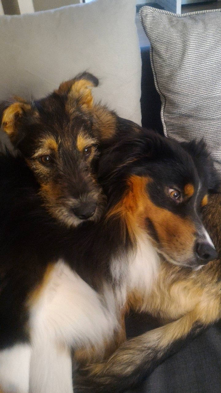 Lewis participe au concours pour gagner de l'argent avec cette photo : australian_collie, australian_shepherd, border_collie, canidae, carnivore, collie, companion_dog, dog, dog_breed, english_shepherd, mammal, miniature_australian_shepherd, puppy, rare_breed_dog, scotch_collie, shetland_sheepdog, small_greek_domestic_dog, snout, sporting_group, vertebrate