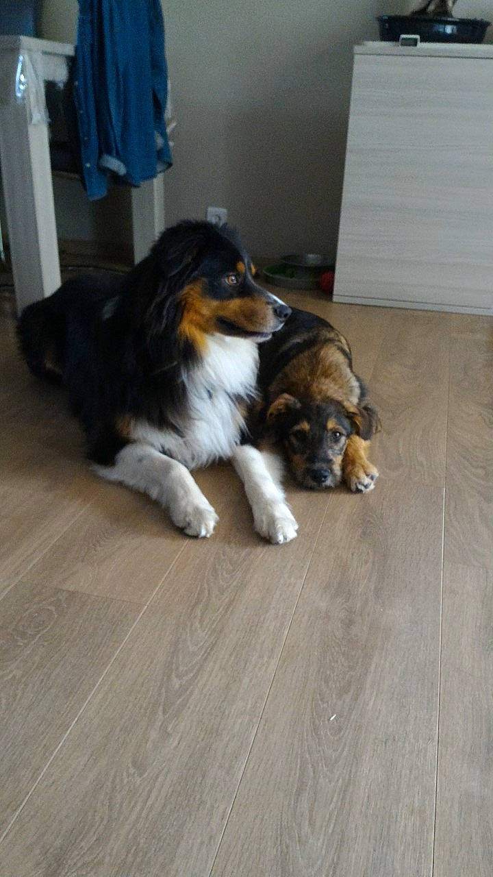Lewis a rejoint le concours — aidez-le/la à gagner de superbes lots ! australian_shepherd, canidae, carnivore, companion_dog, dog, dog_breed, fawn, floor, flooring, hardwood, miniature_australian_shepherd, puppy, rare_breed_dog, shetland_sheepdog, sporting_group, wood