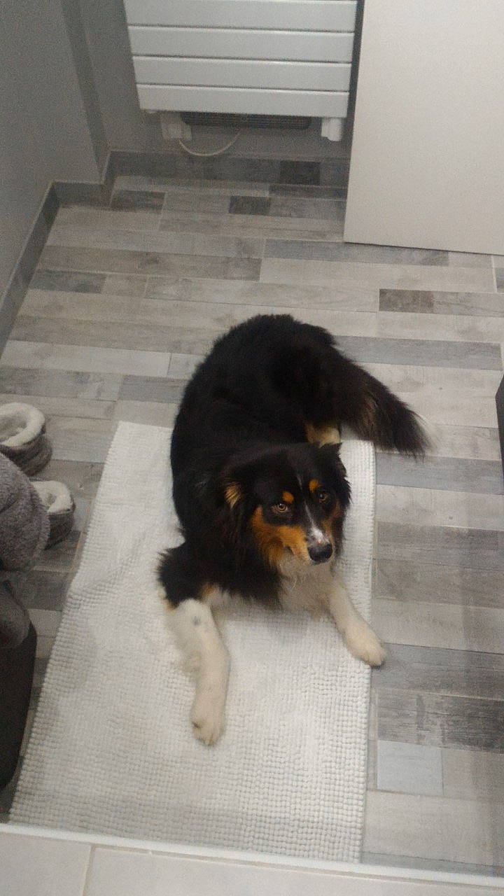 Lewis a rejoint le concours — aidez-le/la à gagner de superbes lots ! bernese_mountain_dog, canidae, carnivore, companion_dog, dog, dog_breed, english_shepherd, mammal, snout, sporting_group, tail, vertebrate, working_dog