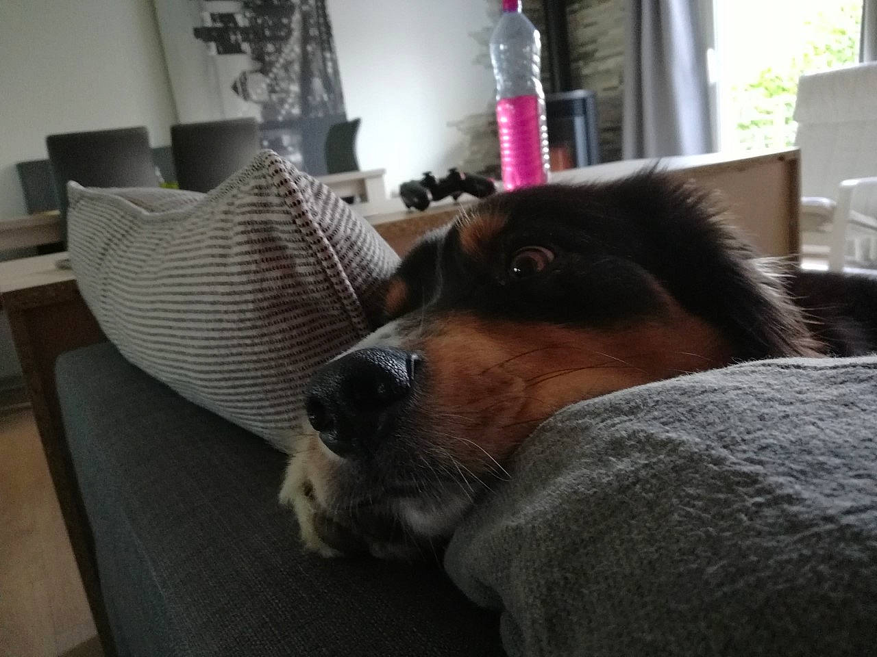 Lewis participe au concours pour gagner de l'argent avec cette photo : canidae, carnivore, comfort, companion_dog, dog, dog_breed, furniture, mammal, nap, nose, puppy, puppy_love, room, snout, sporting_group