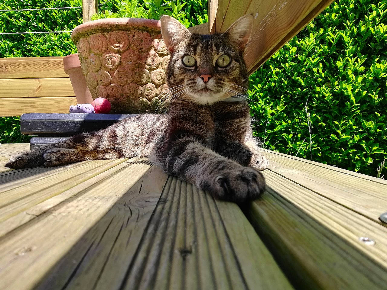Léon participe au concours pour gagner de l'argent avec cette photo : american_shorthair, asian, carnivore, cat, deck, domestic_short_haired_cat, dragon_li, european_shorthair, felidae, fur, kitten, pixie_bob, plant, polydactyl_cat, small_to_medium_sized_cats, sokoke, tabby_cat, tree, whiskers, wood