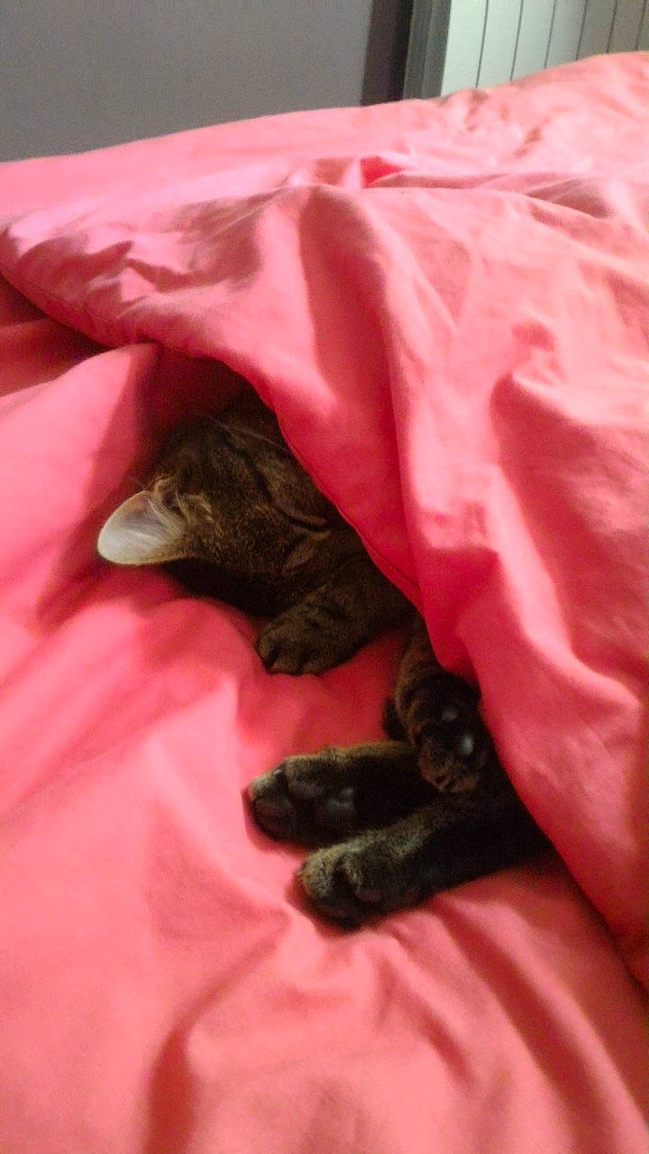 Léon participe au concours pour gagner de l'argent avec cette photo : carnivore, cat, felidae, fur, pink, small_to_medium_sized_cats