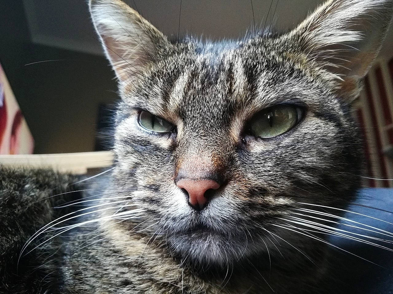 Léon participe au concours pour gagner de l'argent avec cette photo : american_shorthair, asian, carnivore, cat, close_up, domestic_short_haired_cat, dragon_li, egyptian_mau, european_shorthair, eye, felidae, fur, mammal, nose, small_to_medium_sized_cats, snout, tabby_cat, vertebrate, whiskers, wildlife