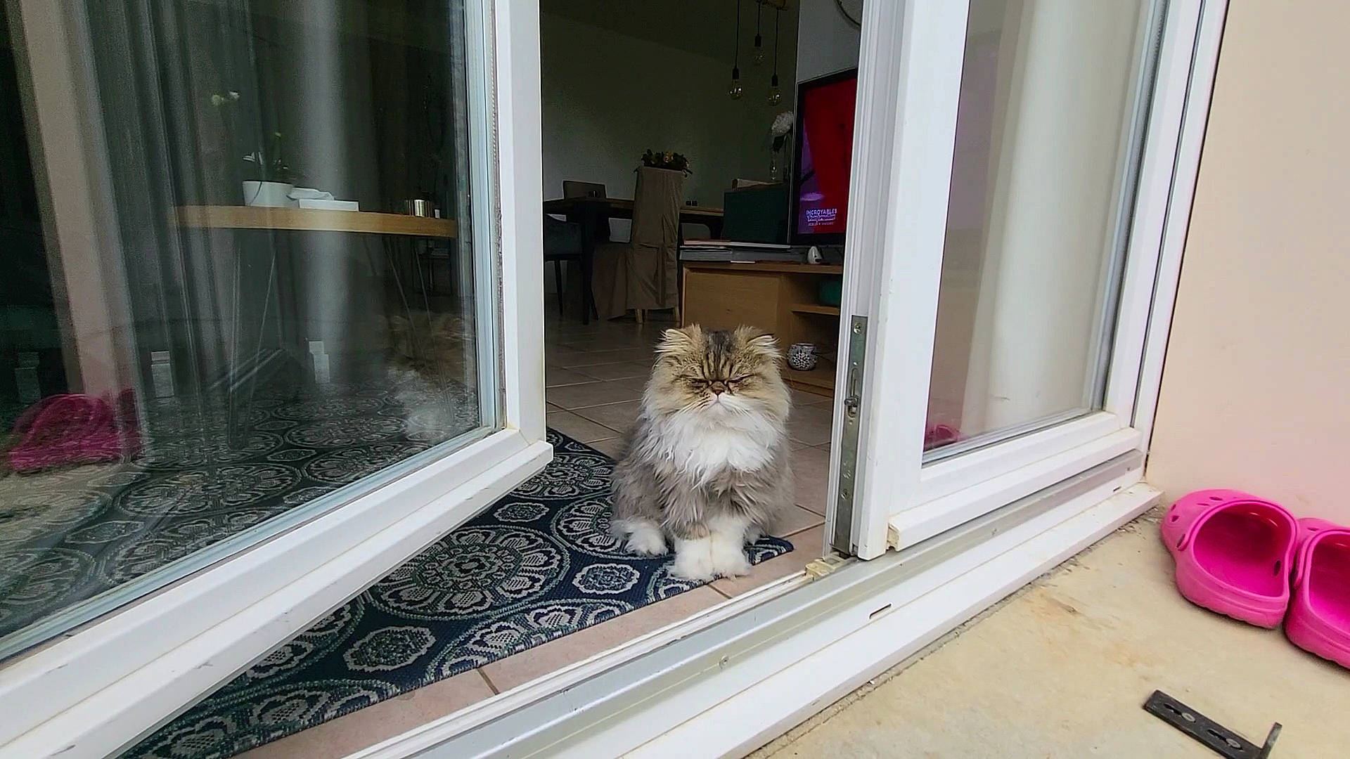 Coton a rejoint le concours — aidez-le/la à gagner de superbes lots ! carnivore, comfort, companion_dog, curtain, fawn, felidae, floor, flooring, glass, grey, hardwood, interior_design, living_room, property, room, small_to_medium_sized_cats, toy_dog, window, window_treatment, wood