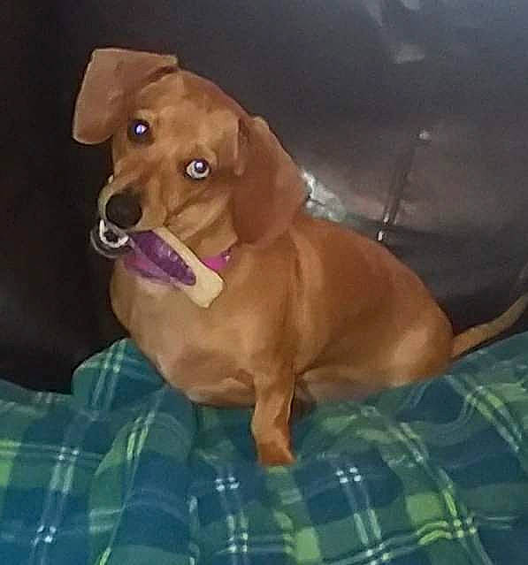 Winniepooh is registered to the contest to win money with this photo: canidae, carnivore, comfort, companion_dog, dog, dog_breed, dog_supply, ear, fawn, fur, hound, liver, pattern, pet_supply, plaid, snout, sporting_group, tartan, whiskers, working_animal