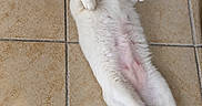 Tunechi joined the competition — help win amazing prizes! cat, calico_cat, white_fur, orange_patches, black_patches, blue_eye, green_eye, heterochromia, lying_down, belly_up, paws, whiskers, ears, pet, indoor, tile_floor, relaxed, funny_pose, animal_portrait, home
