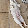 cat, calico_cat, white_fur, orange_patches, black_patches, blue_eye, green_eye, heterochromia, lying_down, belly_up, paws, whiskers, ears, pet, indoor, tile_floor, relaxed, funny_pose, animal_portrait, home
