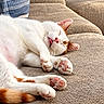 cat, sleeping, white_cat, orange_patches, pet, animal, sofa, couch, indoor, cozy, relaxed, lying_down, paws, pink_paw_pads, whiskers, closed_eyes, tongue, striped_cushion, soft_fur, cute