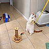 cat, white_cat, orange_patches, standing, upright, playing, toy, string, yellow_string, tail, blue_toy, orange_toy, scratching_post, litter_box, indoor, hallway, tile_floor, household, pet, funny_pose