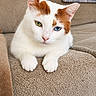 cat, white_cat, orange_patches, heterochromia, blue_eye, green_eye, animal, pet, feline, portrait, close_up, sitting, lying_down, paws, whiskers, ears, couch, sofa, blanket, indoor