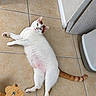 cat, white_cat, orange_markings, heterochromia, lying_down, relaxed, indoors, tile_floor, pet, animal, fur, tail, paws, whiskers, blue_eye, green_eye, scratching_post, household, floor, portrait