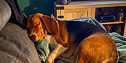 Walter joined the competition — help win amazing prizes! dog, beagle, sleeping, blanket, couch, indoor, pet, fur, cozy, resting, home, living_room, wooden_cabinet, television, relaxing, soft, comfort, animal, brown, black