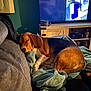 dog, beagle, sleeping, blanket, couch, indoor, pet, fur, cozy, resting, home, living_room, wooden_cabinet, television, relaxing, soft, comfort, animal, brown, black