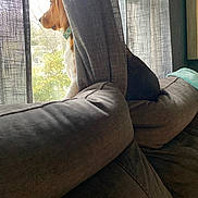 Walter joined the competition — help win amazing prizes! dog, curtain, couch, window, indoor, pet, looking_out, natural_light, furniture, cozy, domestic, brown, white, collar, side_view, relaxed, home, daylight, animal, quiet