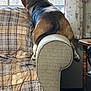 dog, couch, furniture, window, plaid_blanket, indoor, pet, brown, black, tail, legs, curtains, table, wood, relaxing, home, cozy, resting, looking_out, daylight